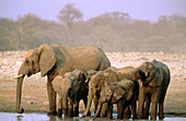 Afrikanischer Elefant. (Loxodonta africana) in the Etosha National Park. Namibia