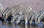 Burchell s Zebras (Equus Burchelli) drinking from a waterhole. Etosha National Park. Namibia