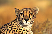 Female cheetah (Acinonyx jubatus) in captivity on a farm in Namibia