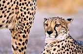 Cheetah (Acinonyx jubatus). Namibia