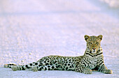 Leopard (Panthera pardus) resting on a road in the last light of the evening. Etosha National Park. Namibia