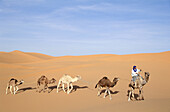 Berber with dromedaries in the great sand dunes of Erg Chebbi at Merzouga, Sahara desert. Southeast Morocco