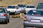 Lion (Panthera leo). Female and tourist vehicles. Kruger National Park. South Africa