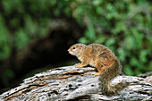 African Tree Squirrel (Paraxerus cepapi). Kruger National Park, South Africa