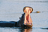 Hippopotamus (Hippopotamus amphibius) yawning. Kruger National Park, South Africa
