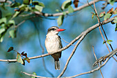Brown-hooded Kingfisher (Halcyon albiventris). Kruger National Park. South Africa