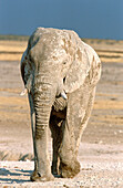 African Elephant (Loxodonta africana), bull whose appearance is due to the bleached calcite soils. Etosha National Park. Namibia