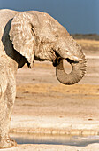 African Elephant (Loxodonta africana), bull drinking. Etosha National Park. Namibia