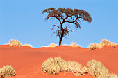 Landscape with Bushman grass (Stipagrostis sp.) and Camelthorn trees (Acacia erioloba), at the edge of the Namib desert. Namibia