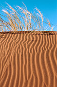Namib desert. The endemic Namib bushman dune grass (Stipagrostis sabulicola). Namibia