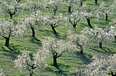 Cultivated almond trees (Prunus dulcis) in full blossom in February near the town of Alhama de Granada. Province of Granada, Andalucía, Spain.