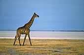 Southern Giraffe (Giraffa camelopardalis giraffa); bull at the edge of the dry Etosha Pan. Etosha National Park, Namibia.