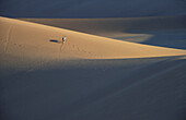 Gemsbok (Oryx gazella) at a solitary desert walk in the evening in the Namib Desert. Namib-Naukluft Park, Namibia.