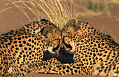 Gepard (Acinonyx jubatus); grooming pair, photographed in captivity on a farm. Namibia.