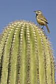 Cactus Wren (Campylorhynchus brunneicapillus) - On the lookout on a Giant Saguaro (Carnegiea gigantea). This is the largest wren in North America. Saguaro National Park (western section), Tucson, Arizona, USA.