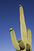 The saguaro is the symbol of the American Southwest and indicator of the Sonoran Desert. Saguaro National Park (western section), Tucson, Arizona, USA.