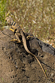 Collared Lizard (Crotaphytus collaris) - Female, basking. Zion National Park, Utah, USA.