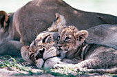 Löwe, (Panthera leo), Kgalagadi Transfrontier Park (formerly Kalahari-Gemsbok National Park), South Africa