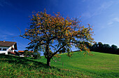 Herbstlicher Apfelbaum vor Bauernhof, Bad Tölz, Oberbayern, Bayern, Deutschland