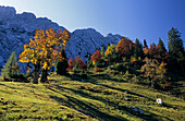 maple trees and beeches in autumn colours, Wilder Kaiser, Kaiser range, Tyrol, Austria