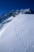 Spur eines Raufusshuhns im Schnee, Hoher Göll im Hintergrund, Kehlstein, Berchtesgadener Alpen, Bayern, Deutschland