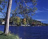 Fall foliage, Lake flower, Lake Saranac, Adirondack Park, New York, USA