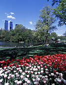 Spring tulip blossoms, Pond, Central Park south, Manhattan, New York, USA