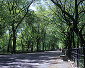 Elm trees, The mall, Central Park, Manhattan, New York, USA