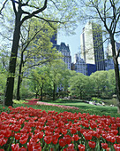 Tulips, Pond, Central Park, Mid-town, Manhattan, New York, USA