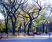 Elm trees, The mall, Central Park, Manhattan, New York, USA