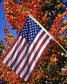 United states flag, Fall foliage, Pennsylvania, USA
