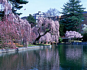 Japanese hill and pond garden, Brooklyn botanical garden, New York, USA