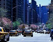Taxi cabs, Park Avenue, Midtown, Manhattan, New York, USA