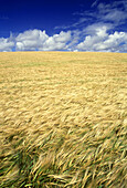 Wheatfield.