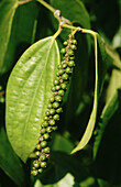 Black pepper (Piper nigrum). Sarawak. Borneo. Malaysia