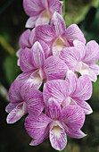 Orchids. Orchid Garden. Kuching. Sarawak. Borneo. Malaysia