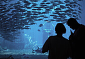 Tropical Fish Aquarium in Atlantis Resort and Casino. Nassau, New Providence Island. Bahamas, Caribbean