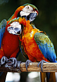 Parrots. Grand Bahama Island, Bahamas