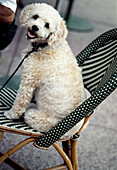 Dog, South Beach. Miami, Florida. USA