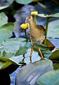 Bird in the Florida Everglades, Miami , Florida. USA