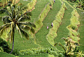 Ricefields. Bali island. Indonesia