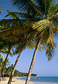 Las Terrenas. Samana Peninsula. Dominican Republic. West Indies. Caribbean