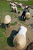Rice field near Tam Nong, Mekong Delta, Vietnam.