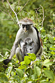 Red Colobus Monkey, Zanzibar Island, Tanzania