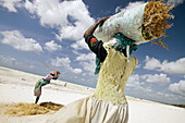 Woman with coconut fibers making ropes. Bwejuu beach, Zanzibar Island. Tanzania