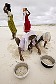 Jambiani beach, children picking conchs. Zanzibar Island. Tanzania