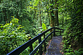 Monteverde Cloud Forest Reserve, Santa Elena, Costa Rica