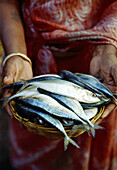 Fish market. Panaji. Goa. India