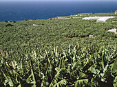 Banana plantation, Tazacorte. La Palma, Canary Islands, Spain