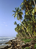 Coconut trees at Gandoca-Manzanillo Wildlife Refuge. Caribbean coast, Costa Rica